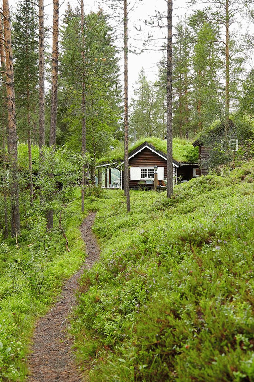 rumah di dalam hutan